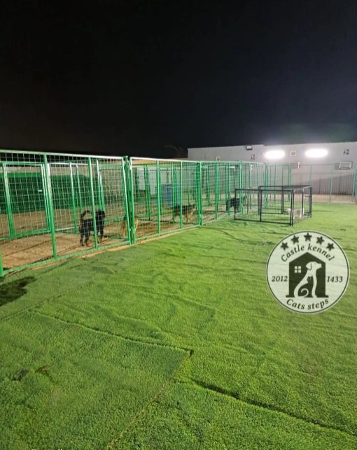 فندقة وتدريب كلاب