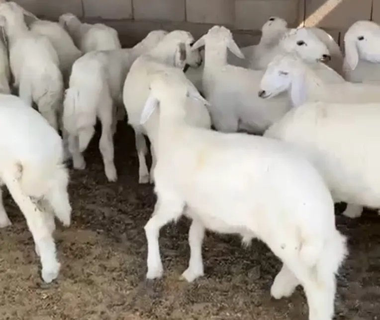 عرض لكم طليان حري العدد 23 رخال 8 عمرها 5-6 كلها تضحي الطليان طيبه مشاء الله عليها شرط طليان الحد