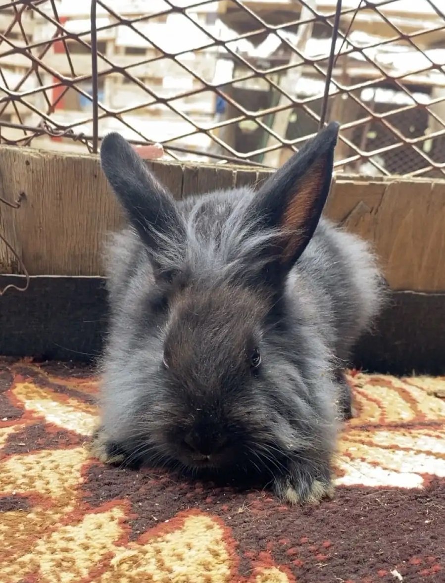 أرنب شنشيلا