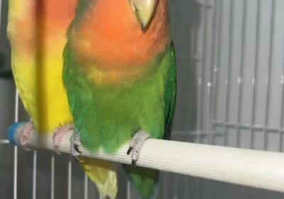 1012x1800_1D77306A-2264-4431-AD45-679A6A883C5C.jpg-900