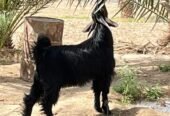 تيس ادغس