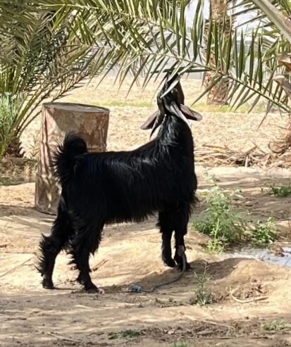 تيس ادغس