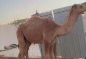حشو