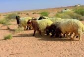 ضحايا نعيم مغلقه