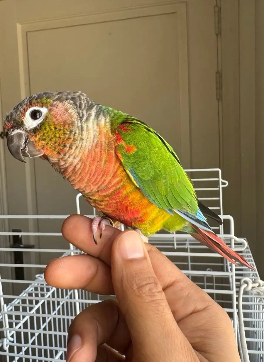 كنيور يلو سايد رد فاكتور