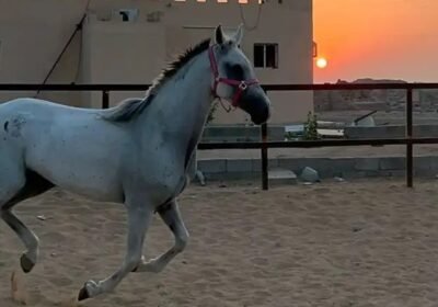 1012x1800_609BB66E-3C6B-488C-9121-15DDA807C8F2.jpg-900