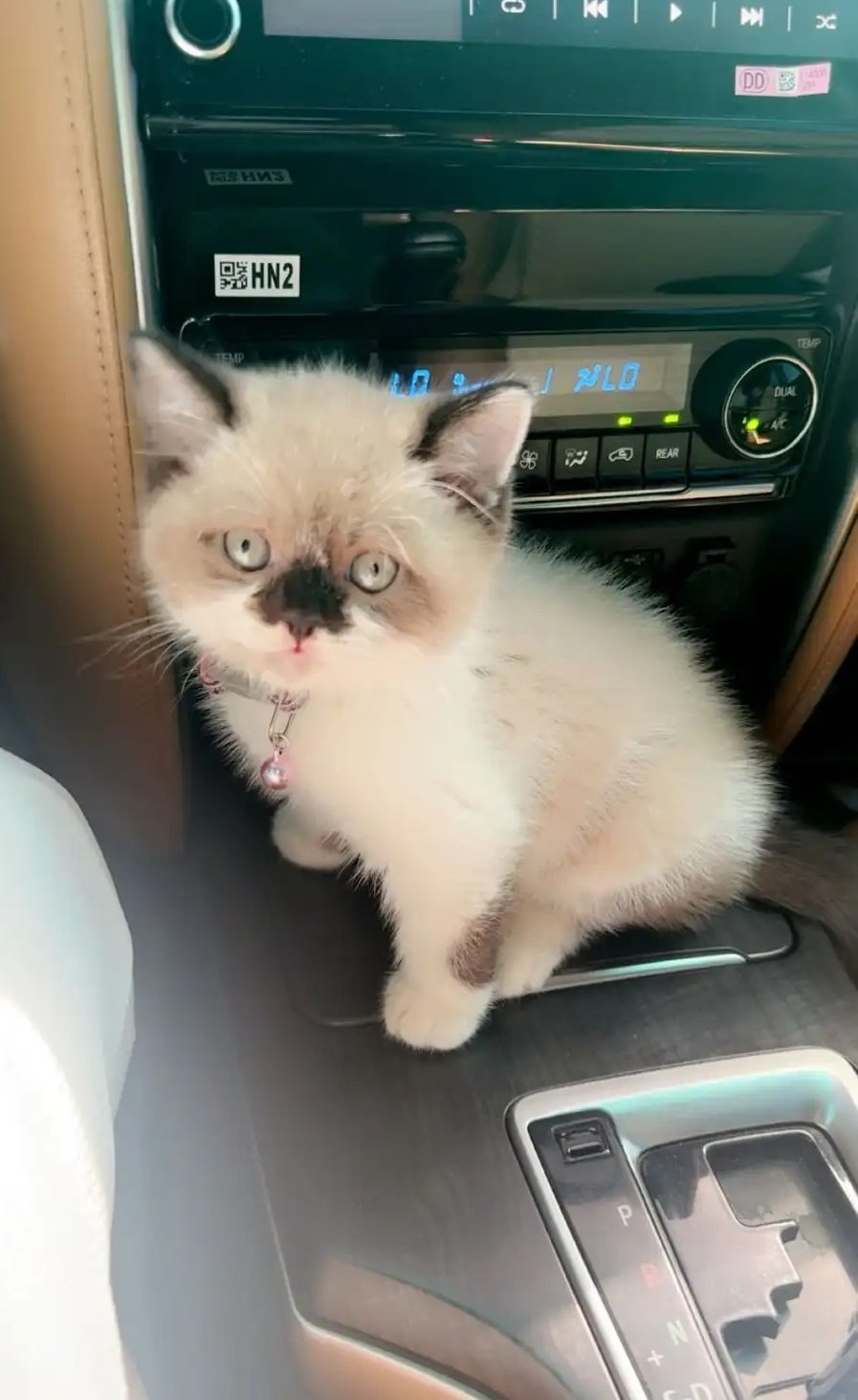 قط للبيع لايجي الا الي يعرف اسعارها(راقدول برتش)