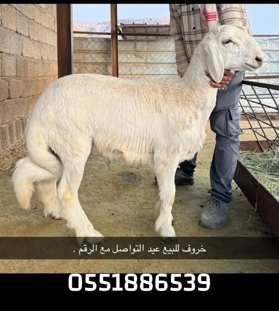 خروف عيد للبيع