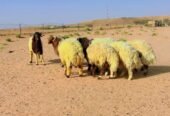 ضحايا نعيم مغلقه