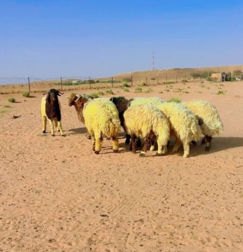 ضحايا نعيم مغلقه