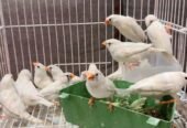 10 اجواز زيبرا طفره البينو و البينو دمعه