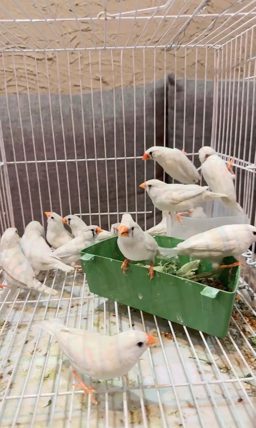 10 اجواز زيبرا طفره البينو و البينو دمعه