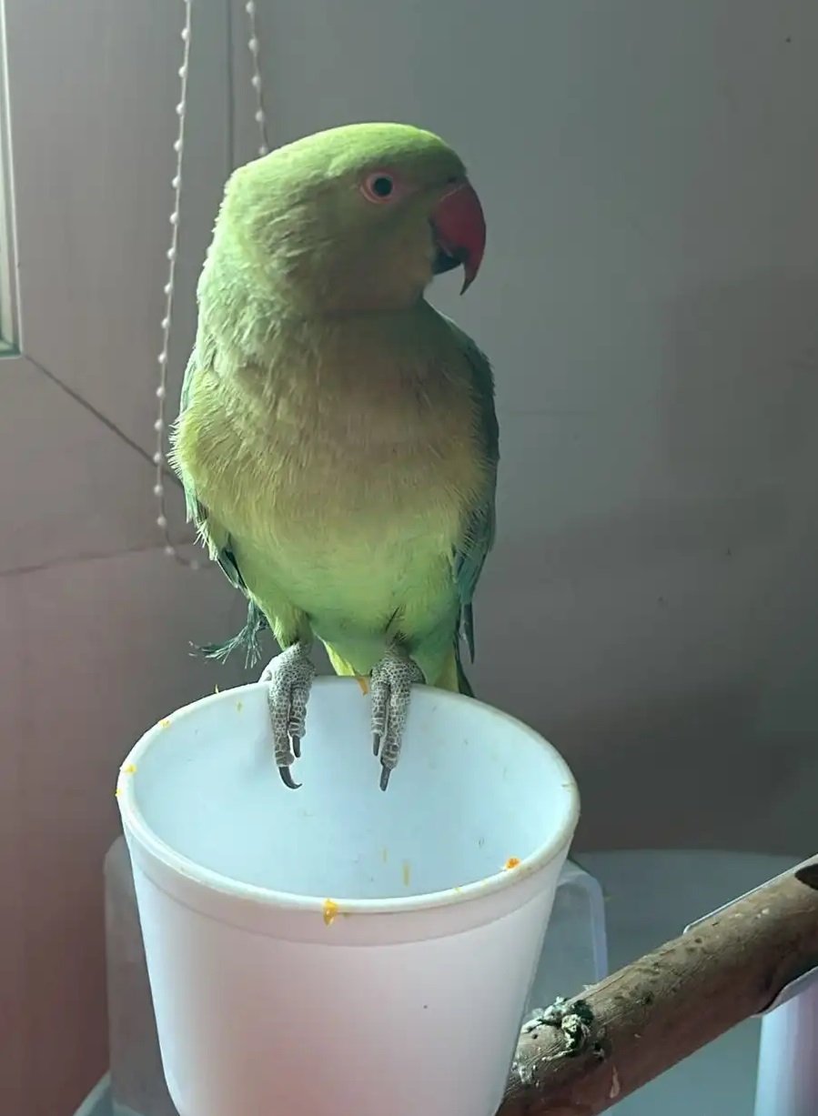 ببغاء هندي للبيع