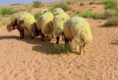 ضحايا نعيم مغلقه