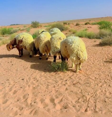 ضحايا نعيم مغلقه