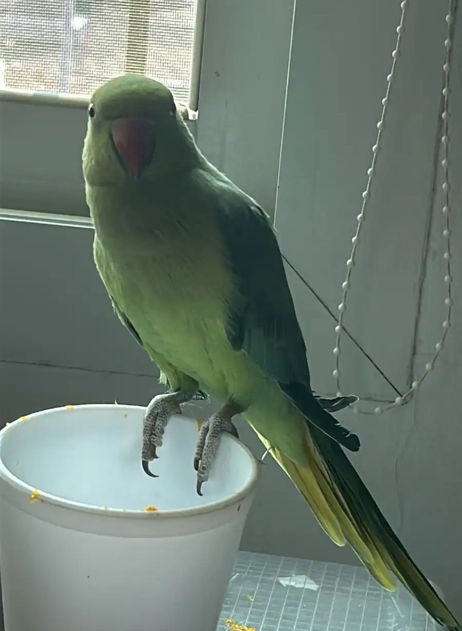 ببغاء هندي للبيع