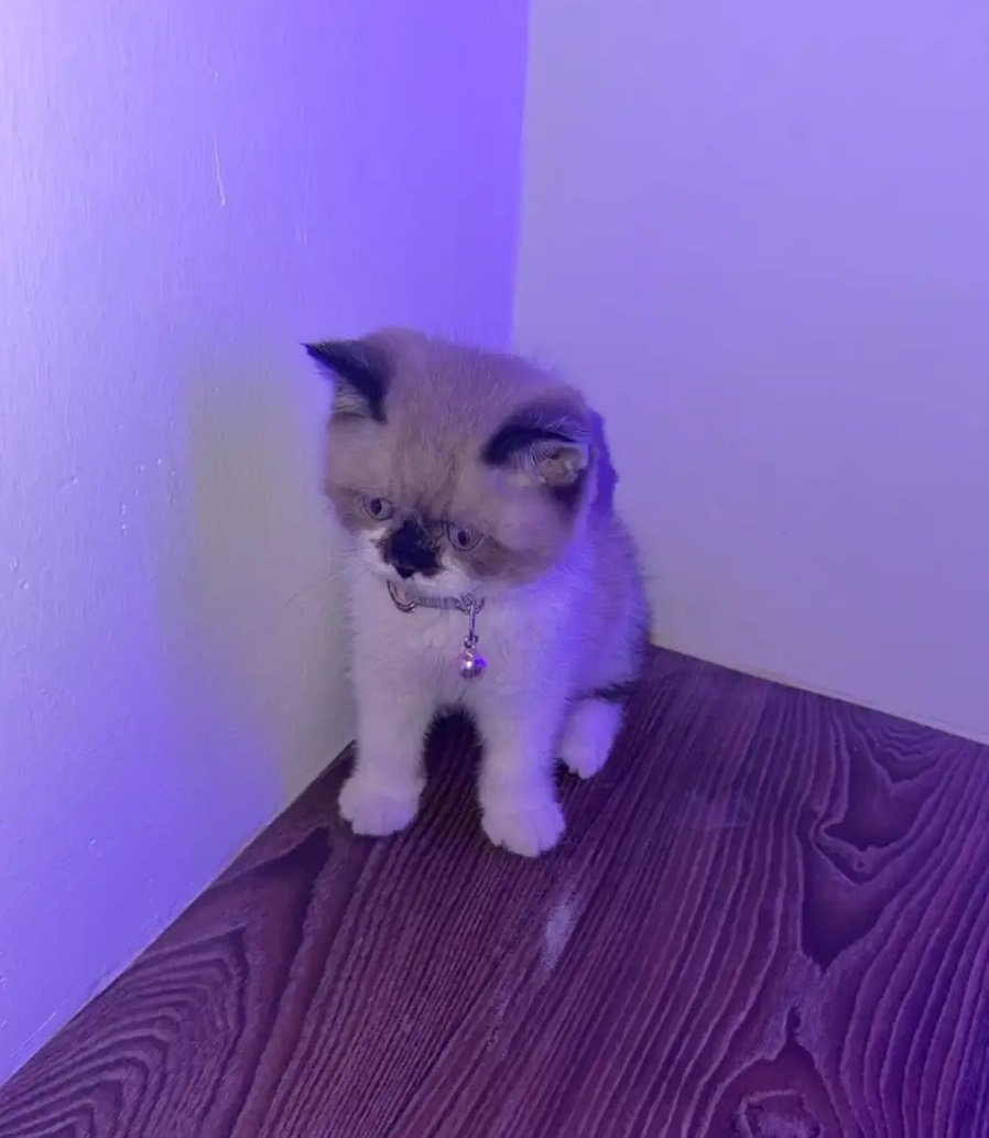 قط للبيع لايجي الا الي يعرف اسعارها(راقدول برتش)