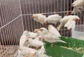 10 اجواز زيبرا طفره البينو و البينو دمعه