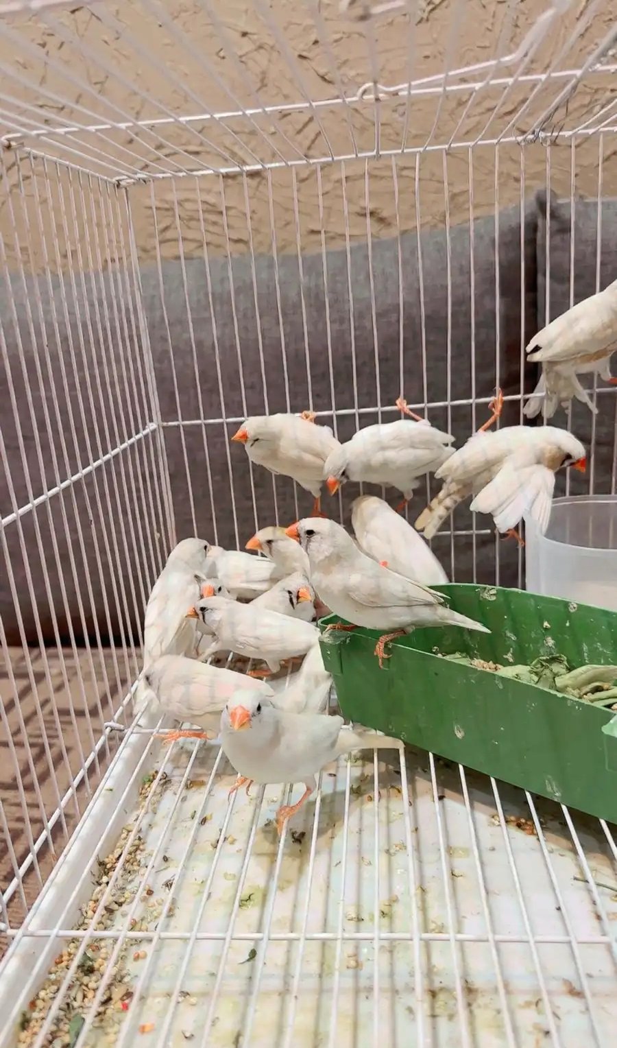 10 اجواز زيبرا طفره البينو و البينو دمعه