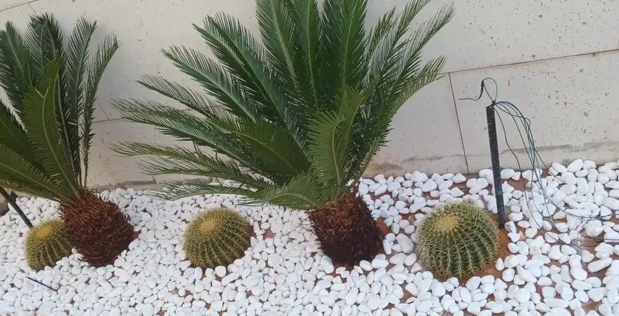 جميع انواع الزراعة