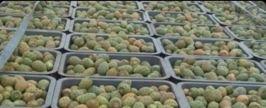 برشومي يمني مقشر جاهز بيع جمله قطاعي