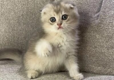 1182x1477_A893FAFA-CBB2-4868-961B-7B9CC949783F.jpg-900