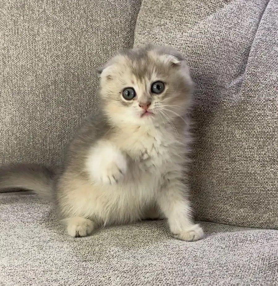 ذكر سكوتش سنقل فولد الأم والأب مسجلين بيور