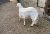 خروف للبيع
