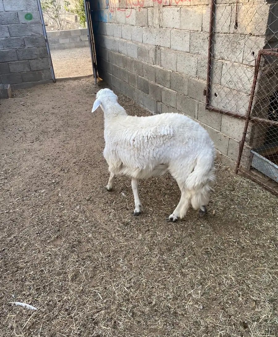 خروف للبيع