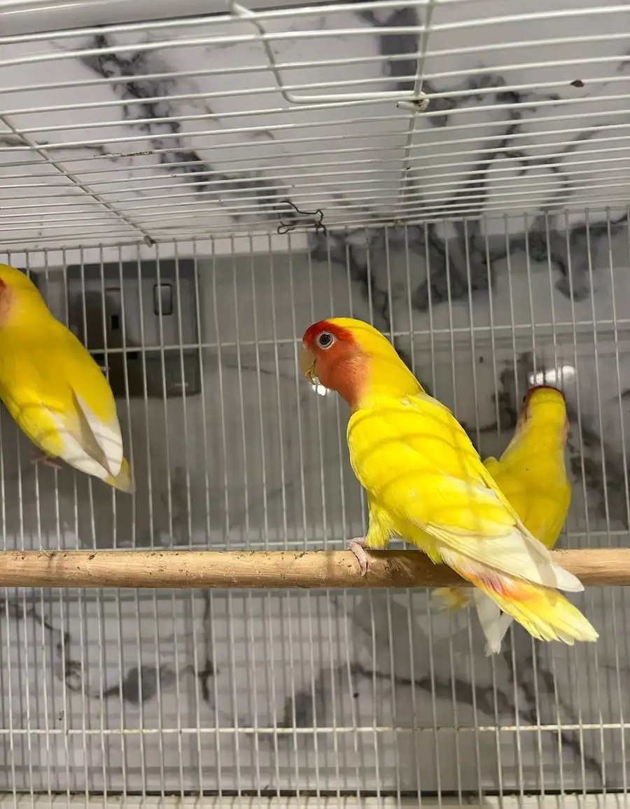 طيور روز زوج وولدهم العدد 3