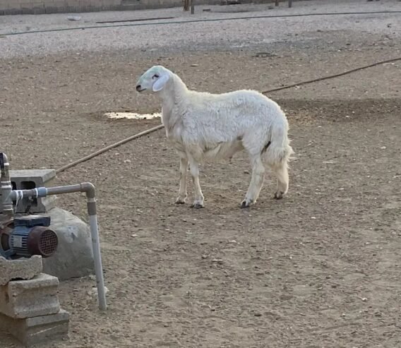 خروف للبيع