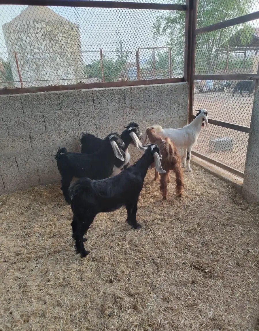 تيوس منادي لبانية زبده المزاحمية