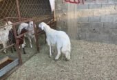 خروف للبيع