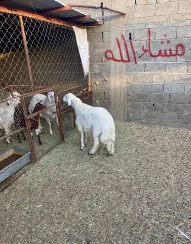 خروف للبيع