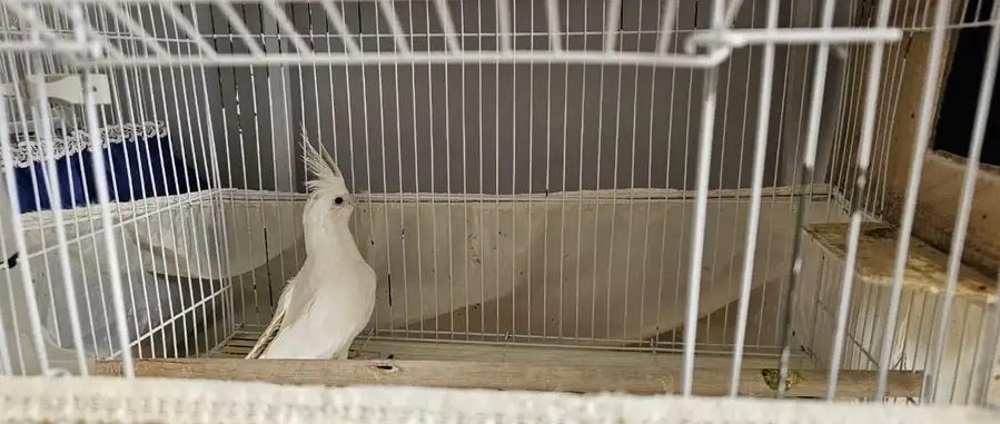 كوكاتيل البينو ذكر للبيع