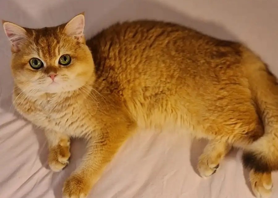 ذكر سكوتش برتش بيور