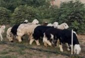 عرض حصري على النجدي ( يوجد حجز لليلة العيد )