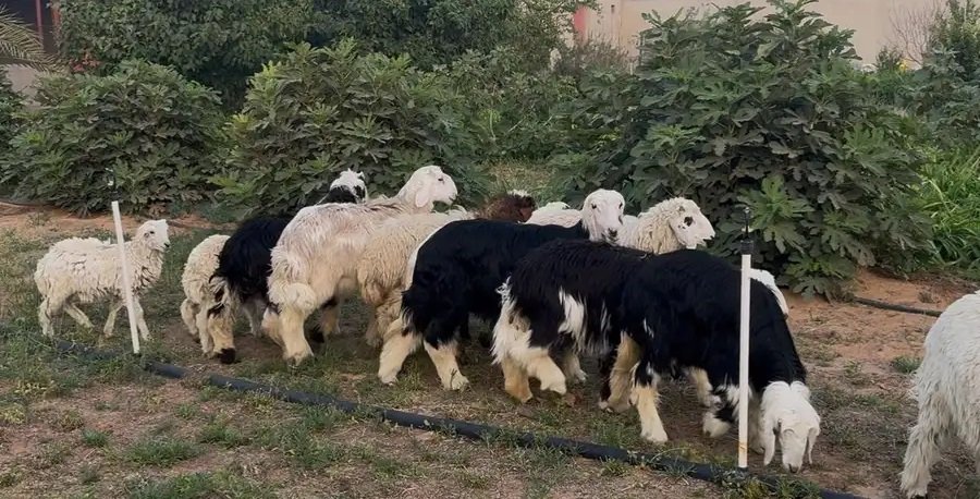 عرض حصري على النجدي ( يوجد حجز لليلة العيد )