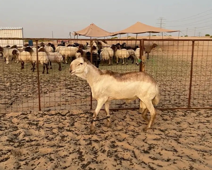 فحل ساكني درماني