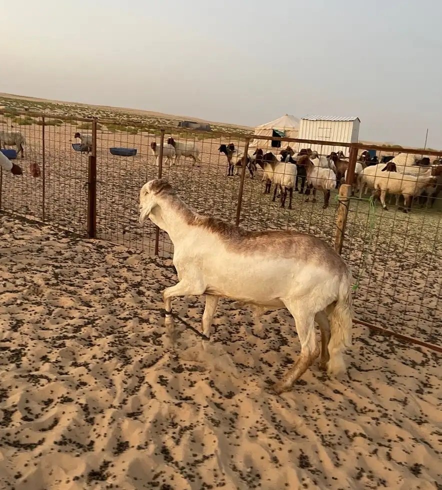 فحل ساكني درماني