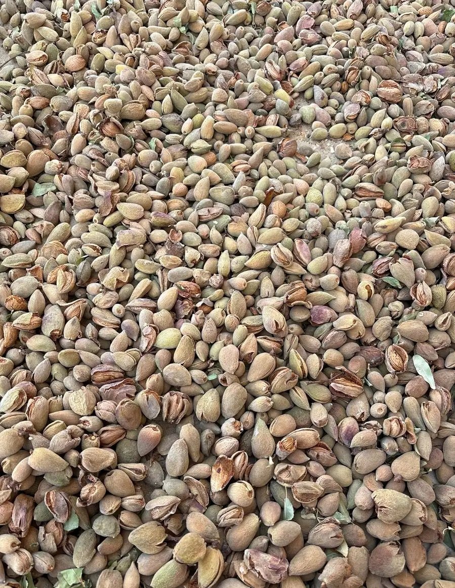 لوز بلدي من بني عدوان