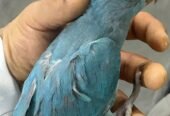 بغبغاء هولندي زرقاء العمر 2 شهر