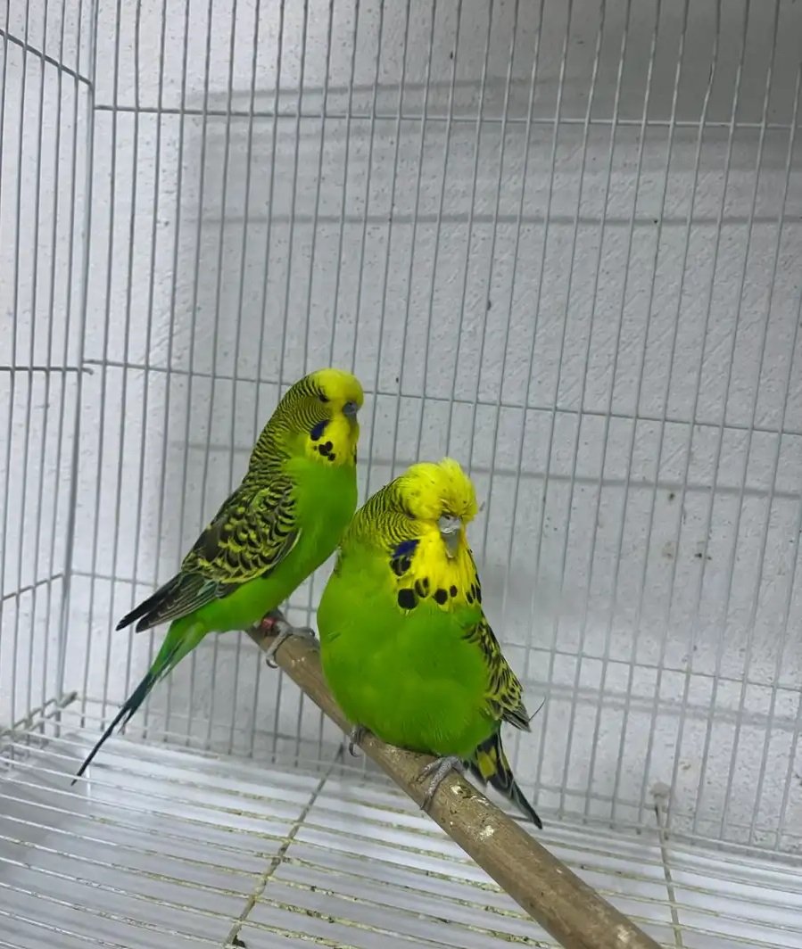 جوزين بادجي انجليزي