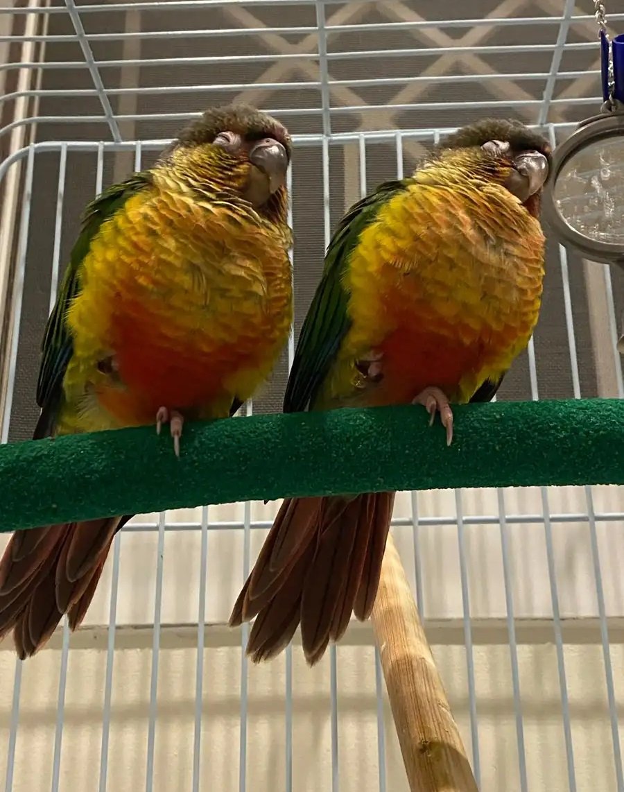 كنيور يلو سايد رد فاكتور