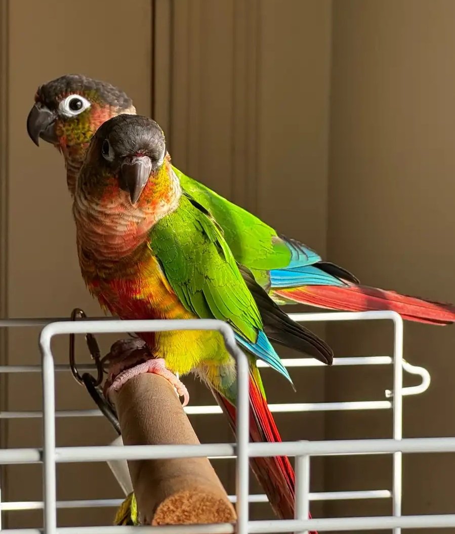 كنيور يلو سايد رد فاكتور