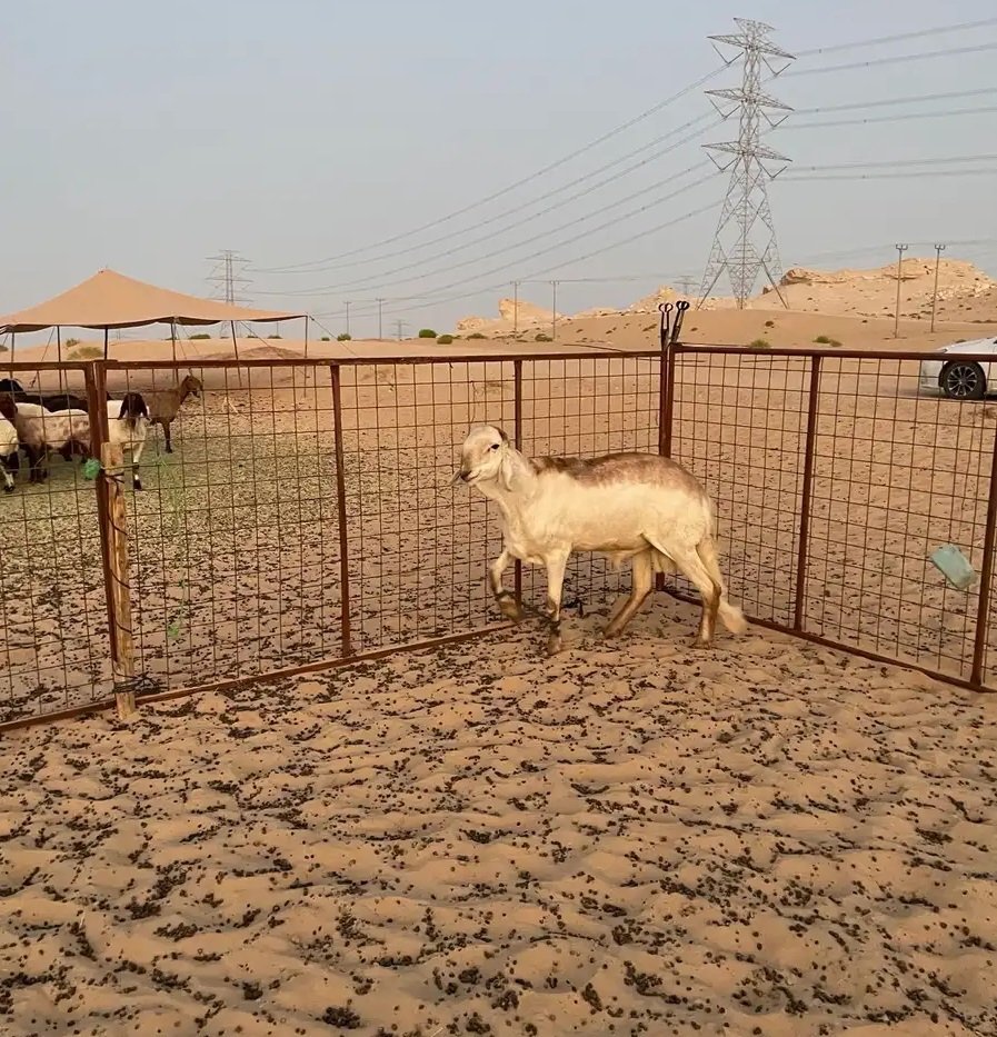 فحل ساكني درماني