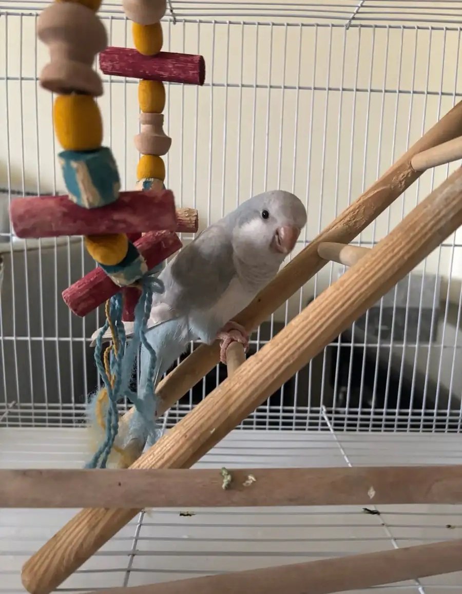 للبيع ببغاء كويكر ناطق وقابل للتعليم