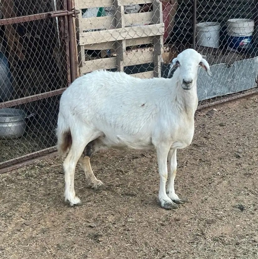 للبيع نعجه شحم ولحم