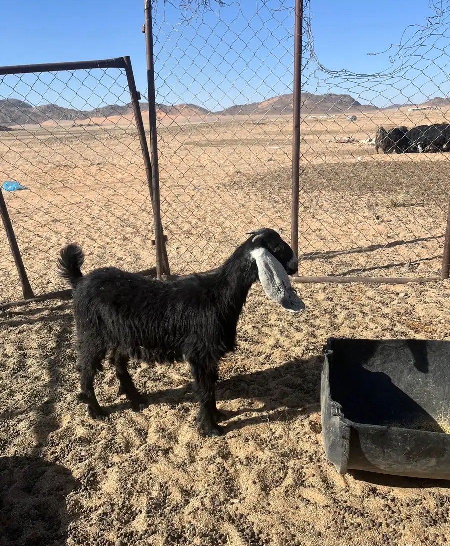 جفره طيبه للبيع