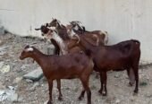 غنم وشح دهم دفع العدد 7